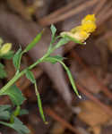 Yellow fumewort